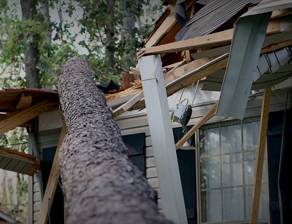 Video: If a Tree Falls
